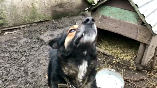 Barking enraged shepherd dog outdoors. The dog looks aggressive, dangerous and may be infected by rabies. — Stock Video