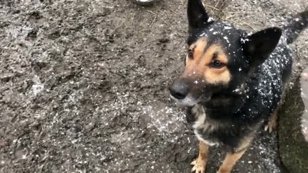 Barking enraged shepherd dog outdoors. The dog looks aggressive — Stock video