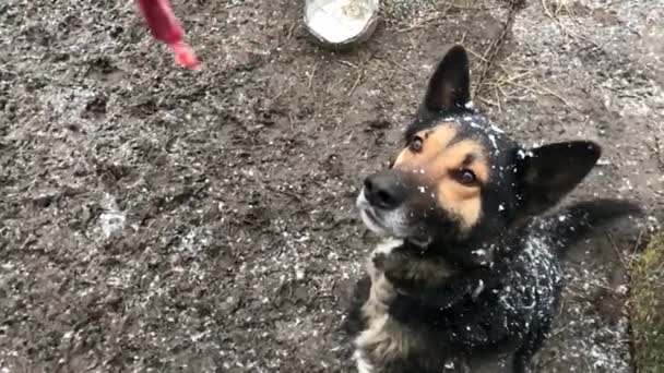 Barking enraged shepherd dog outdoors. The dog looks aggressive — Stock video