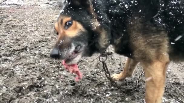 Barking enraged shepherd dog outdoors. The dog looks aggressive — Stockvideo