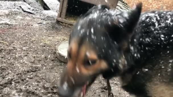 Barking enraged shepherd dog outdoors. The dog looks aggressive — Vídeos de Stock