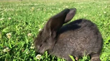 Yaz günü yeşil çimlerin üzerinde küçük bir tavşan