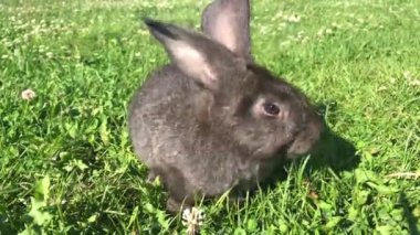 Yaz günü yeşil çimlerin üzerinde küçük bir tavşan