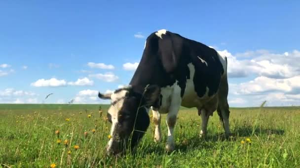 Vaca en un campo verde — Vídeos de Stock