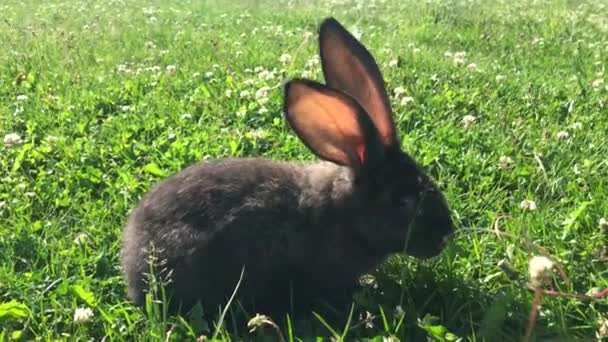 Lille kanin på grønt græs om sommeren – Stock-video