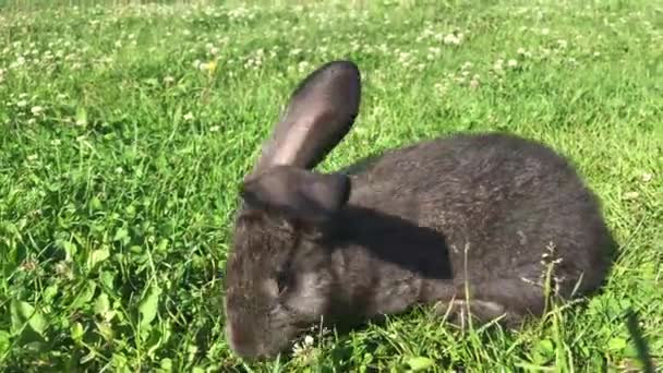 Wild Eastern Cottontail rabbit eating grass — Video Stock