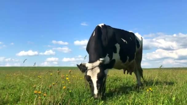 Корова на зеленом поле — стоковое видео