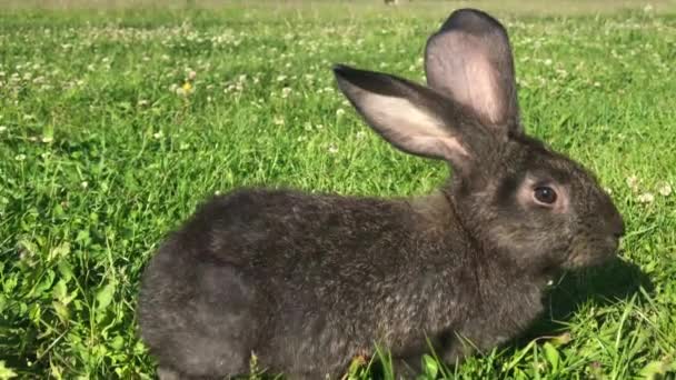 Rabbit with big ears — Stock video