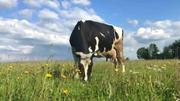 Cows grazing on a green meadow — Stock Video
