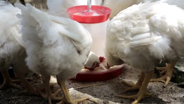 Tyúk eszik csirkék takarmány előtt fészer — Stock videók