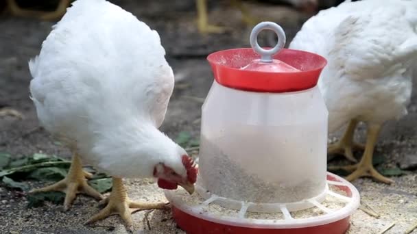 Hen eat Chickens feed in front of shed — Video Stock