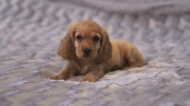İngiliz Cocker Spaniel yere yatar ve yana bakar. Bir cins köpek, oyun oynayan bir köpek.