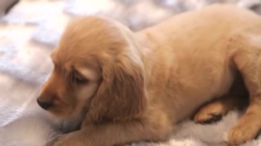 İngiliz Cocker Spaniel yere yatar ve yana bakar. Bir cins köpek, oyun oynayan bir köpek.