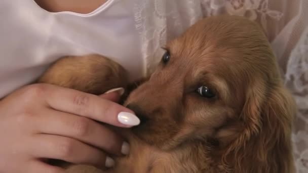 Pura raza cachorro joven inglés cocker sentado al aire libre — Stockvideo