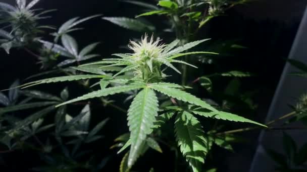 Marijuana odling, droger, grönt gräs — Stockvideo