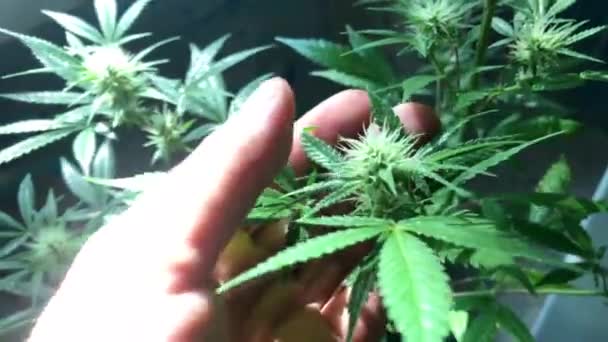 Pfanne über Marihuanapflanzen — Stockvideo