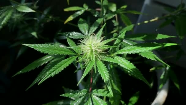 Pan across marijuana plants — Vídeo de stock