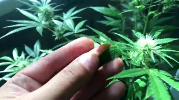 Marijuana cultivation, drugs, green grass — Stock Video