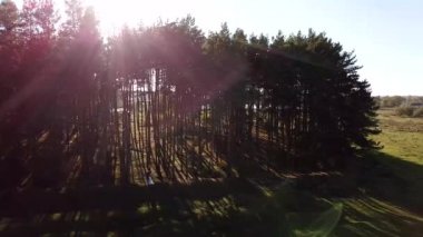 Vurgulama dron doğada düğün çift fotoğraf çekmek