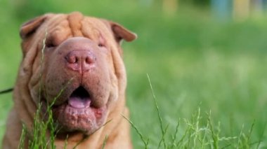 Uzun çimenlerin üzerinde duran genç, güzel bir Çin Shar Pei köpeğinin portresi.