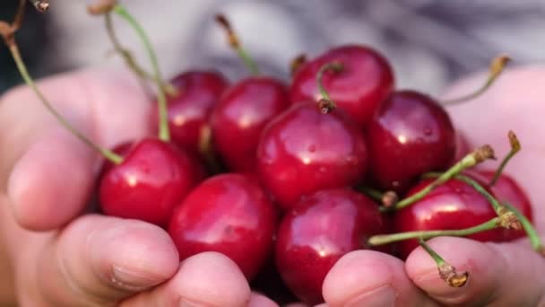Un contadino tiene in mano delle succose ciliegie rosse appena raccolte. Frutta fresca biologica. — Video Stock