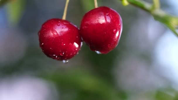 Close up de cerejas maduras penduradas em um galho de cerejeira. Gotas de água em fruto, organicamente fruto — Vídeo de Stock