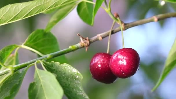정원에 있는 나무 위에 빨간 체리를 클로즈업합니다. 유기적 과일 — 비디오