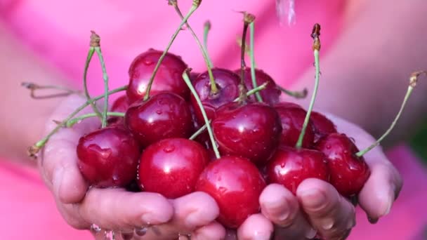 Gocce d'acqua cadono sulle bacche mature delle ciliegie rosse, una donna che tiene in mano le ciliegie. — Video Stock