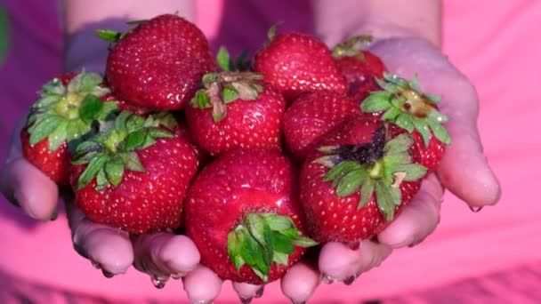 Close-up van vrouwelijke boeren hand met vers geplukte rode aardbeien. Verse biologische vruchten — Stockvideo