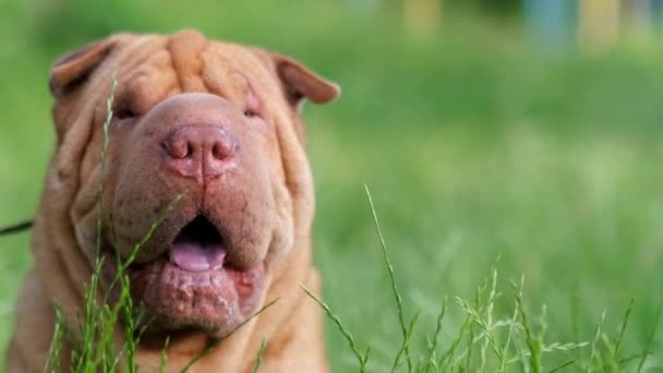 Retrato de un hermoso perro chino shar pei de pie sobre un césped en hierba alta — Vídeo de stock