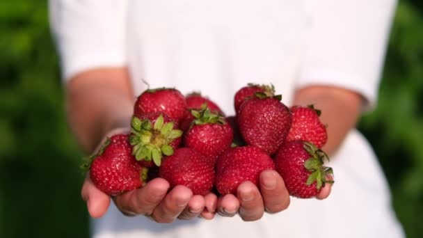 Fermier tenant de grosses fraises rouges. Récolte de fraises bio fraîches, fraises en gros plan — Video