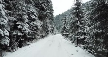 Alp dağları, karla kaplı orman, akan dağ nehri. Muhteşem bir kış sahnesi..