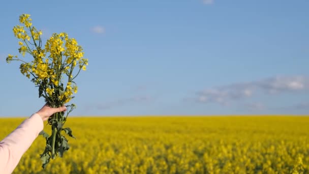 Young beautiful girl holding a yellow bouquet on a rapeseed field. Long flowers on hand — Stock Video