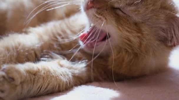 Die rote Katze schläft süß im Bett, er gähnt. Das Haustier ruht im Schlafzimmer. — Stockvideo