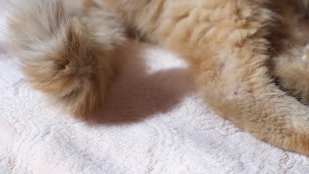 Vecchio gatto rosso dorme dolcemente nel letto in camera da letto. Pet gatto scodinzolare la coda e dormire — Video Stock