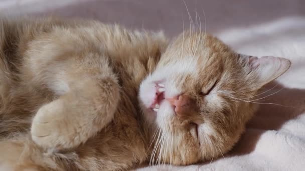 Stary czerwony kot śpi słodko w łóżku w sypialni. Pet cat macha ogonem i śpi — Wideo stockowe