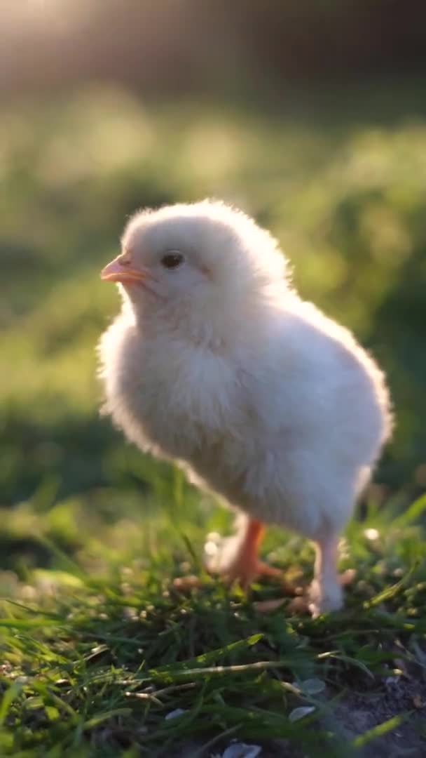 Pionowe wideo, mały brojler kurczak na zielonej trawie o zachodzie słońca. Zamknij się. — Wideo stockowe