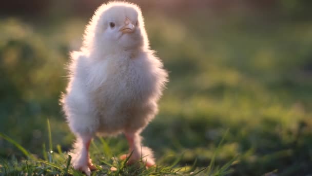 Yazın Otların Arasında Fotokopi Çeken Iki Günlük Sevimli Bir Civcivin — Stok video