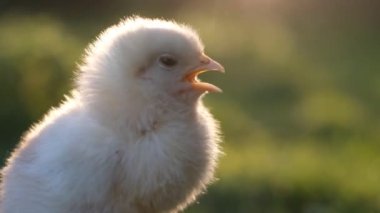 Sarı civcivi ya da yeni doğmuş sarı tavuğu doğal ya da yeşil arka planda kapat.