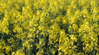  Geniş bir tarla dolusu kolza tohumu. Tarla esprisi yapıyor. O bir sunni dai. Gözyaşı tohumu tüy ekimi.