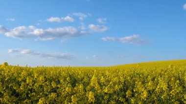 Ufukta mavi gökyüzü ve beyaz bulutlarla çiçek açan büyük bir ırz tohumu tarlası. İlkbaharda Ukrayna 'da kolza tohumu çiçek tarlası.