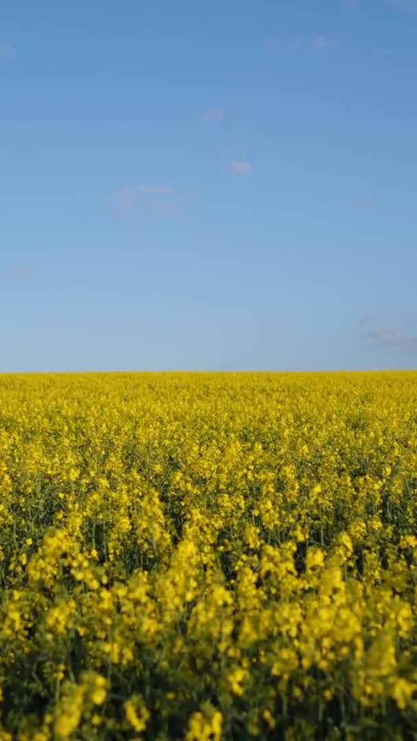 Vertical Video Blooming Rapeseed Field Sunny Day Background Blue Sky — Stock Video