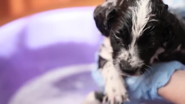 Veterinaria Hembra Baña Perro Pequeño Negro Blanco Para Colorear Lavado — Vídeo de stock