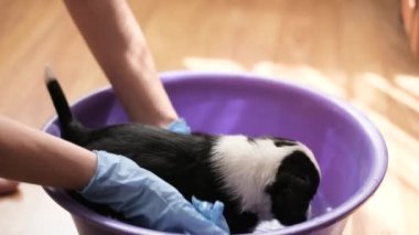 Korkmuş küçük köpek banyo yapıyor. Bakım salonu. Pirelerden ve kenelerden hayvanları temizlemek. Evcil hayvanlar
