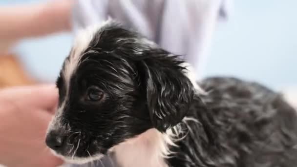 Perrito Asustado Baña Salón Aseo Limpieza Animales Pulgas Garrapatas Mascotas — Vídeo de stock