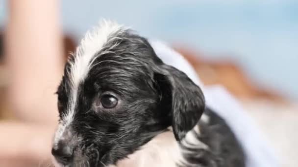 Perrito Sacude Después Del Baño Frío Después Del Baño Perro — Vídeos de Stock