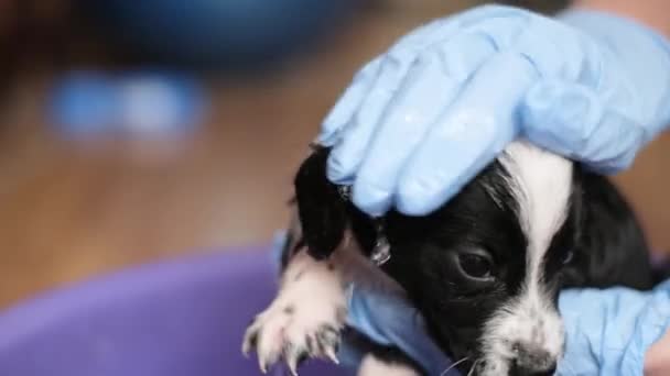 Kleine Hond Tijdens Het Baden Met Shampoo Hond Neemt Een — Stockvideo