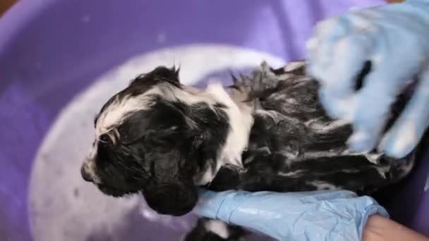 Petit Chien Tout Baignant Avec Shampooing Chien Prend Bain Nettoyage — Video