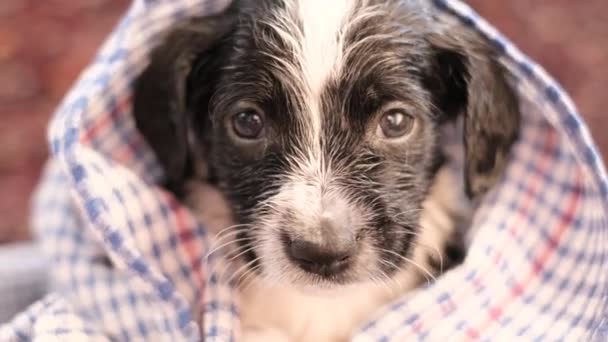 Little Dog Taking Bath She Looks Camera Shakes Her Head — Stock Video