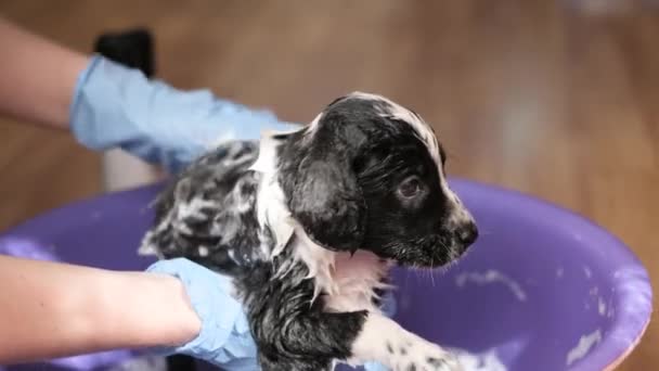 Kadın Küçük Bir Bebek Banyosunda Köpeğini Şampuanla Yıkıyor Yavru Köpek — Stok video
